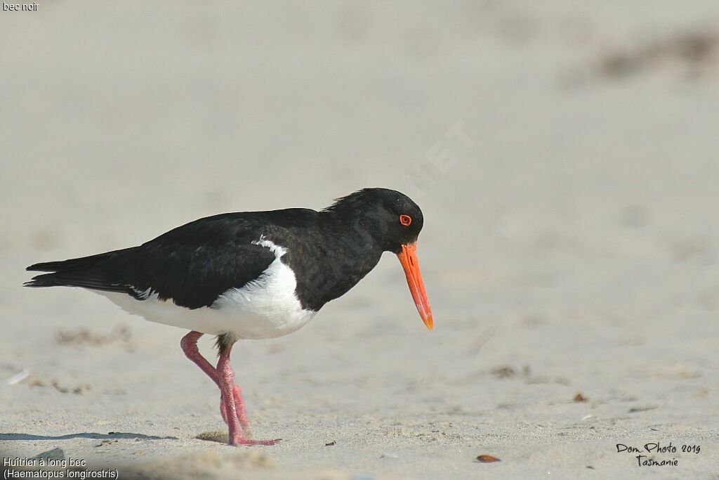 Pied Oystercatcher