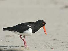 Pied Oystercatcher