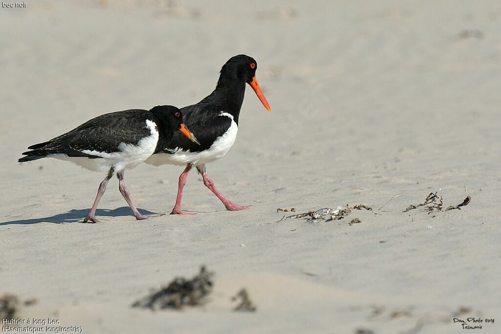 Pied Oystercatcher