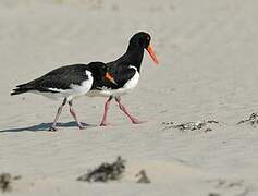 Pied Oystercatcher