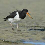 South Island Oystercatcher