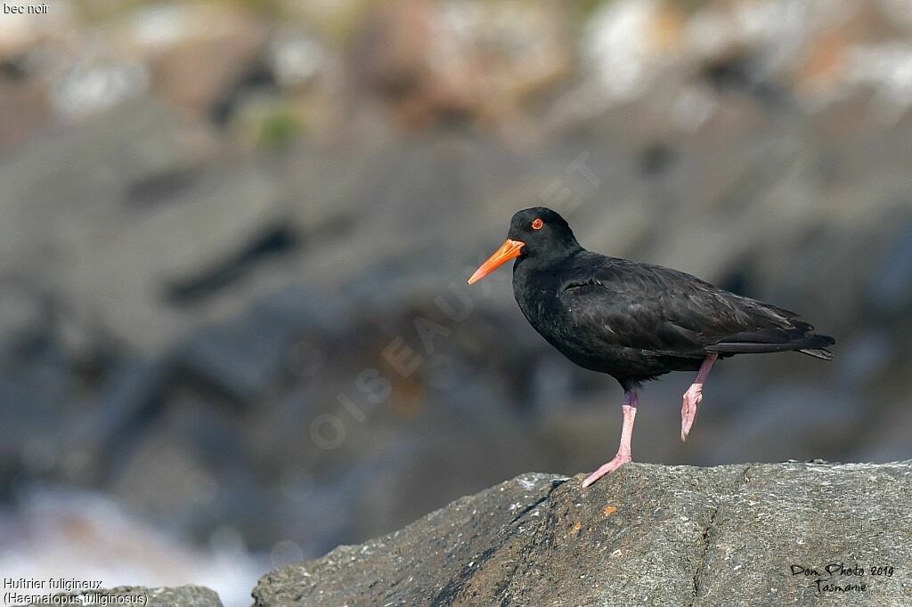 Sooty Oystercatcher