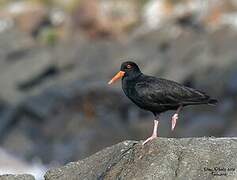 Sooty Oystercatcher