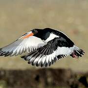 Eurasian Oystercatcher