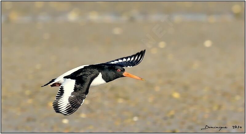 Eurasian Oystercatcher