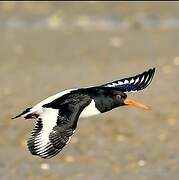 Eurasian Oystercatcher