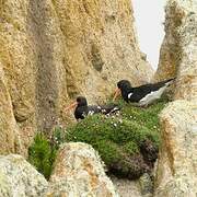 Eurasian Oystercatcher