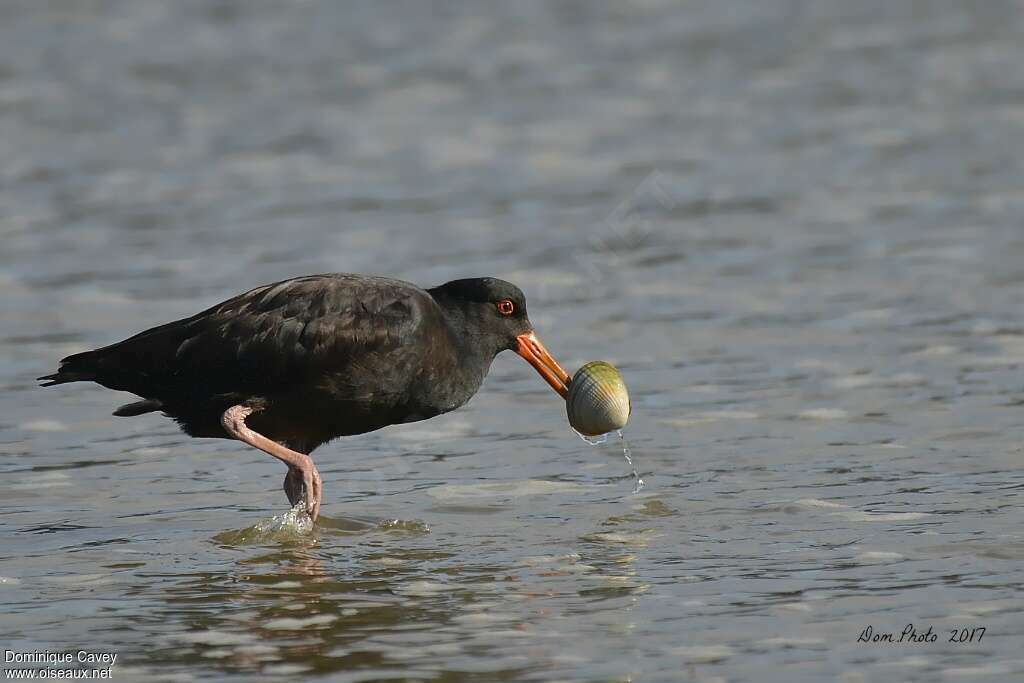 Variable Oystercatcheradult, feeding habits, fishing/hunting