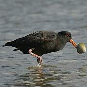 Variable Oystercatcher