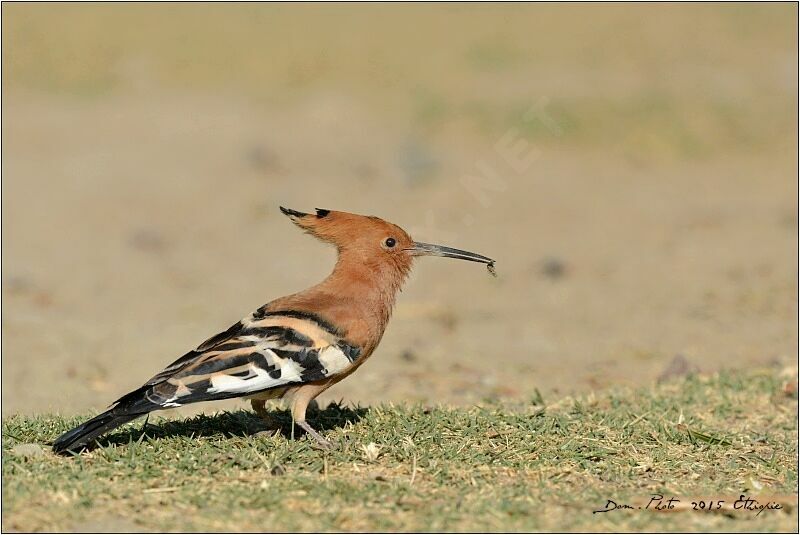 African Hoopoe