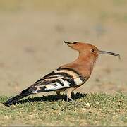 African Hoopoe