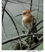 Eurasian Hoopoe