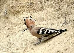 Eurasian Hoopoe