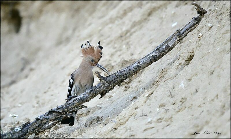 Eurasian Hoopoe