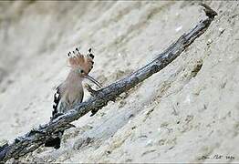 Eurasian Hoopoe