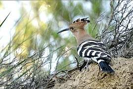 Eurasian Hoopoe