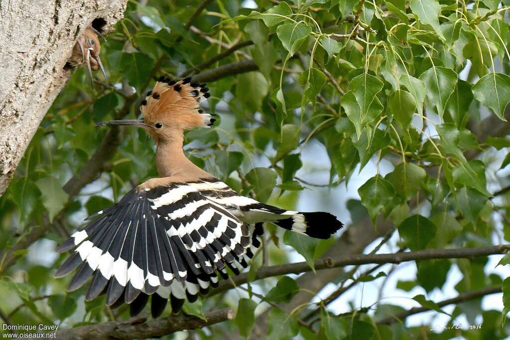 Huppe fasciéeadulte, Vol