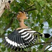 Eurasian Hoopoe