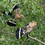 Eurasian Hoopoe