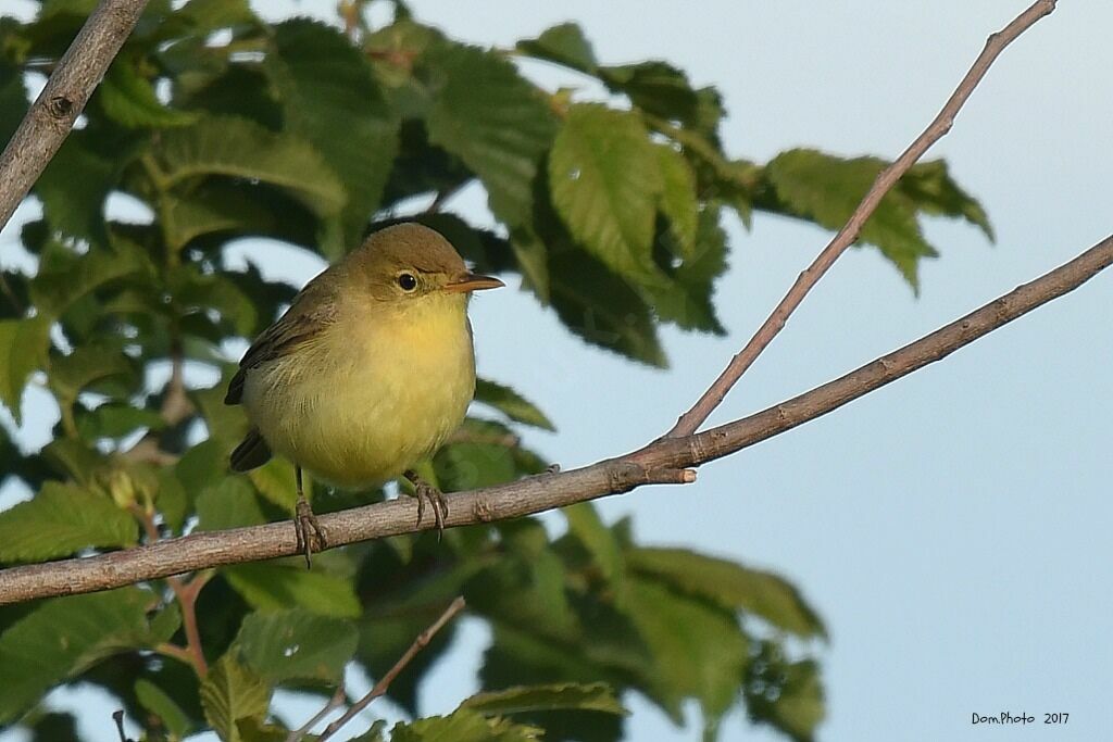 Melodious Warbler