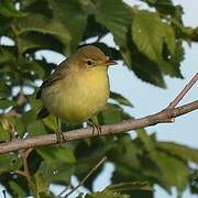 Melodious Warbler