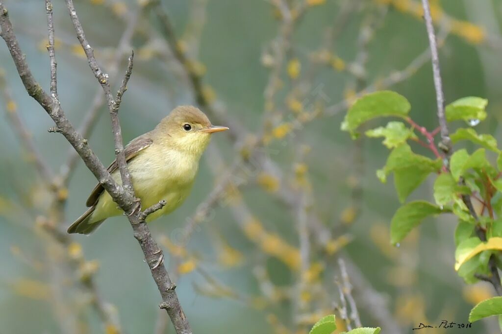 Melodious Warbler