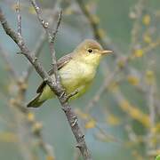 Melodious Warbler