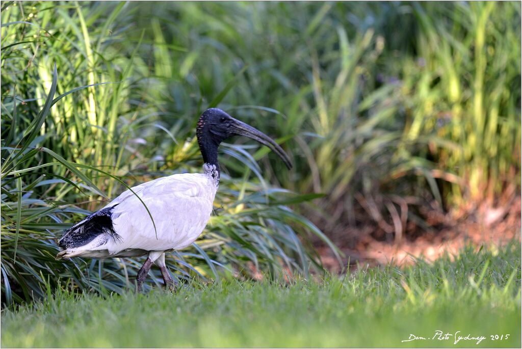 Ibis à cou noir