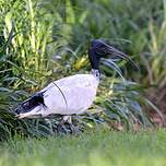 Ibis à cou noir