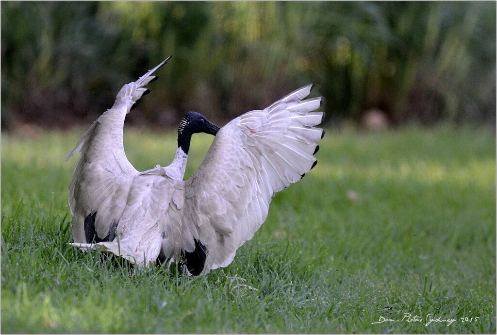 Ibis à cou noir