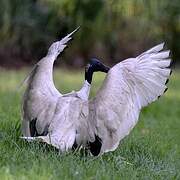 Australian White Ibis