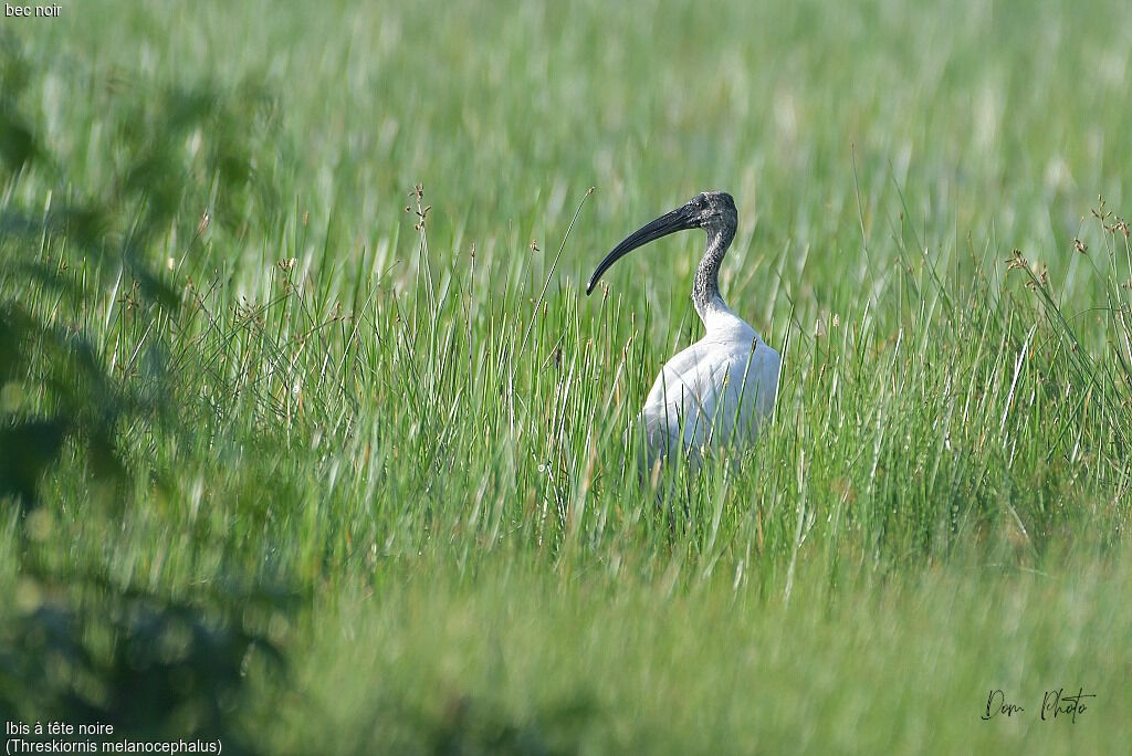 Black-headed Ibis