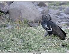 Wattled Ibis