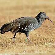 Wattled Ibis