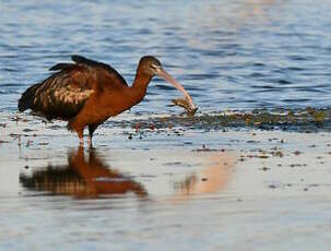 Ibis falcinelle