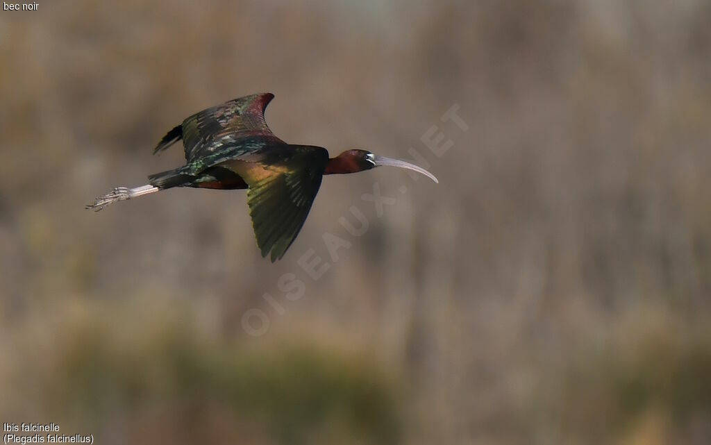 Ibis falcinelle