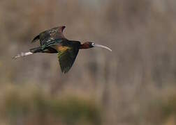 Glossy Ibis