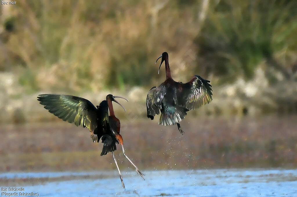 Ibis falcinelle