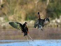 Ibis falcinelle