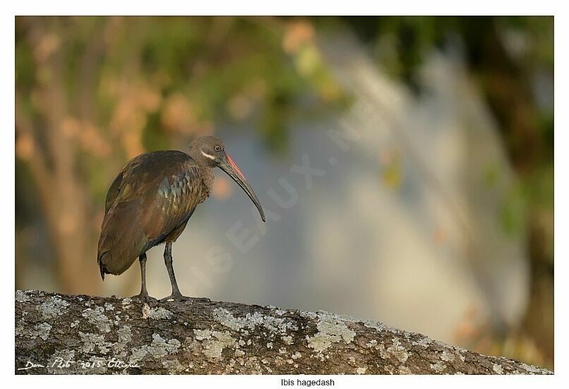 Hadada Ibis