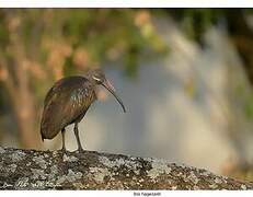 Hadada Ibis