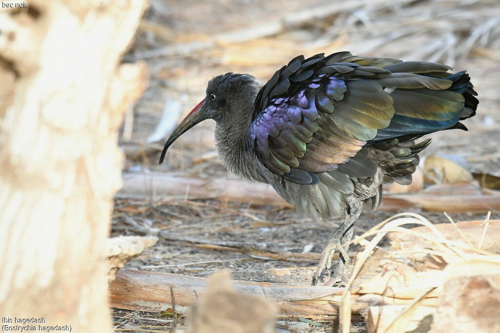 Hadada Ibis