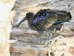 Hadada Ibis