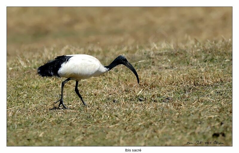 African Sacred Ibis