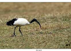 African Sacred Ibis