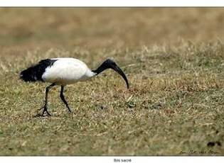 Ibis sacré