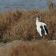 Ibis sacré