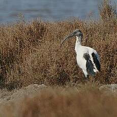 Ibis sacré