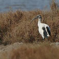 Ibis sacré