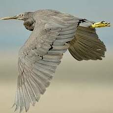 Aigrette sacrée